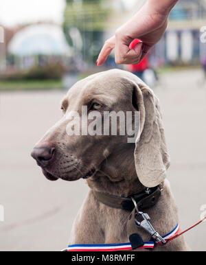 Un bel cane Weimaraner Foto Stock