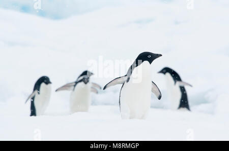 Un gruppo di pinguini Adelie a piedi lungo la punta di un iceberg in Antartide. Foto Stock