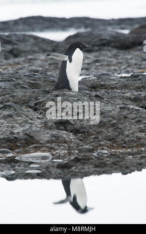 Un Adelie penguin passeggiate lungo il litorale di colata di un riflesso in acqua a Brown Bluff, Antartide. Foto Stock