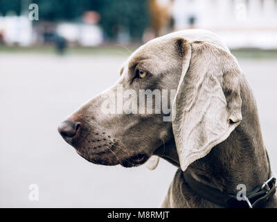 Weimaraner cane. Closeup ritratto Foto Stock