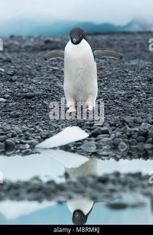 Un Adelie penguin passeggiate lungo il litorale di colata di un riflesso in acqua a Brown Bluff, Antartide. Foto Stock