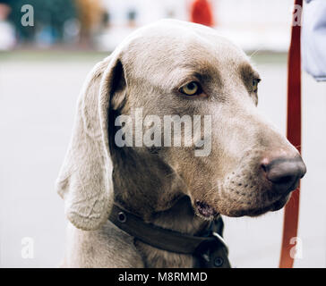 Ritratto di cane weimaraner su sfondo verde Foto Stock