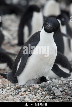 Un Adelie penguin chick e la sua controllante poggiano su un nido presso la Brown Bluff colonia, l'Antartide. Foto Stock