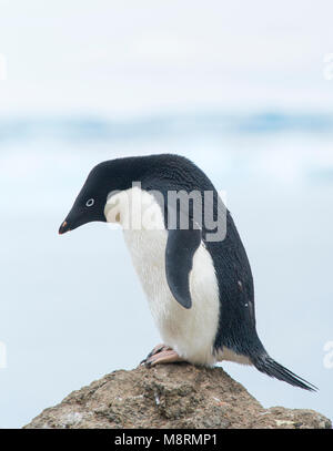Un Adelie penguin sorge sulla sommità di una costa rocciosa a Brown Bluff, Antartide. Foto Stock