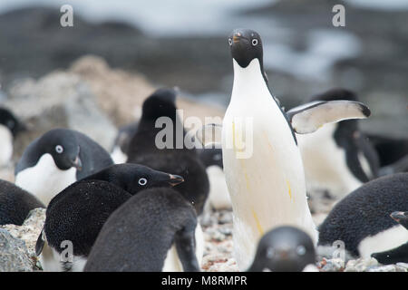 Un Adelie penguin passeggiate tra gli altri pinguini di nesting a colonia su Brown Bluff, Antartide. Foto Stock