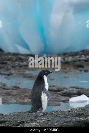 Un Adelie penguin passeggiate fra blue ice bergy bit lungo la costa rocciosa a Brown Bluff, Antartide. Foto Stock