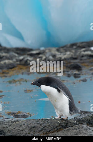 Un Adelie penguin passeggiate fra blue ice bergy bit lungo la costa rocciosa a Brown Bluff, Antartide. Foto Stock