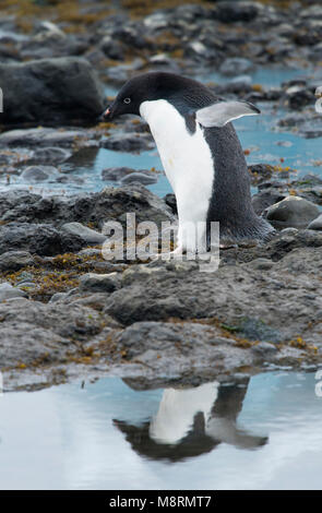 Un Adelie penguin passeggiate lungo il litorale di colata di un riflesso in acqua a Brown Bluff, Antartide. Foto Stock