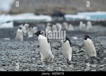Gruppi di Adelie Pinguini camminare lungo il litorale a Brown Bluff, Antartide. Foto Stock