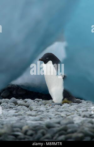Un Adelie penguin passeggiate fra blue ice bergy bit lungo la costa rocciosa a Brown Bluff, Antartide. Foto Stock