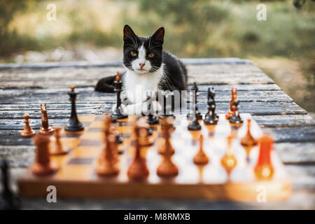 Ritratto di gatto seduto su un tavolo di legno con pezzi di scacchi in primo piano a backyard Foto Stock