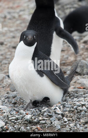Un Adelie penguin adulto e i suoi 2 pulcini di pinguino in una colonia a Bluff, Antartide. Foto Stock