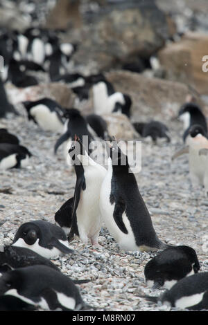 Adelie colonia di pinguini a Brown Bluff, Antartide. Foto Stock