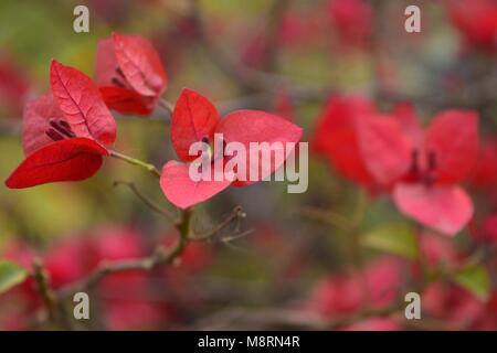 Bouganville, spinoso piante ornamentali che appartiene alla famiglia delle vigne e spinoso. Foto Stock