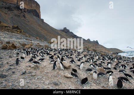 Adelie colonia di pinguini nesting a Brown Bluff, Antartide. Foto Stock