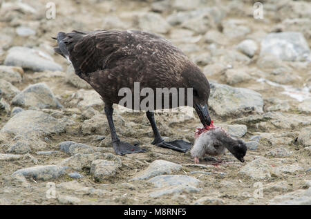 Un marrone skua uccide e mangia un Adelie penguin chick in Antartide. Foto Stock
