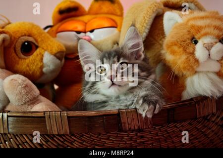 Norvegese delle Foreste cucciolo maschio in un cestello con i giocattoli di peluche Foto Stock