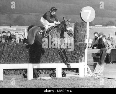 Foto deve essere accreditato ©Alpha premere 050000 (1980) legata Cottage saltando l'ultima nel 1980 Tote Cheltenham Gold Cup Foto Stock