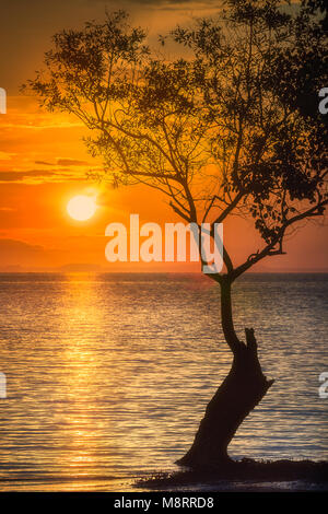 Silhouette di albero sopra l'acqua Thailandia beach Foto Stock