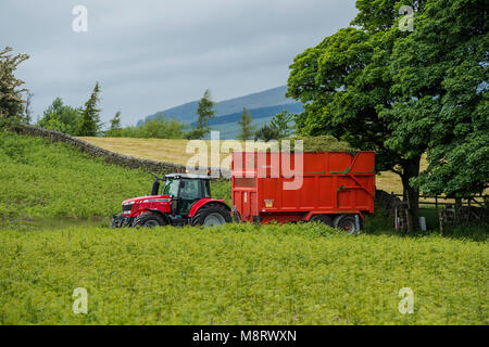 Rosso brillante trattore tirando il rimorchio su agriturismo via in una pittoresca campagna. Carro è completamente caricato con erba per insilati - West Yorkshire, Inghilterra, Regno Unito. Foto Stock