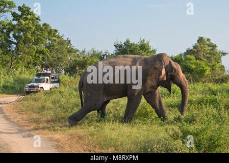 Un safari in jeep con turisti in Minneriya National Park, Sri Lanka, che mostra un gruppo di turisti a guardare un dello Sri Lanka elephant incrocio nella parte anteriore. Foto Stock