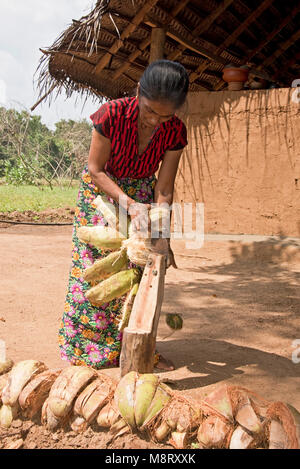 Un locale accogliente dello Sri Lanka taglio donna la lolla fuori un cocnut a casa sua - una piccola fattoria appena fuori di Sigiriya. Foto Stock