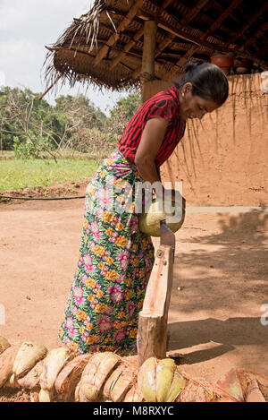 Un locale accogliente dello Sri Lanka taglio donna la lolla fuori un cocnut a casa sua - una piccola fattoria appena fuori di Sigiriya. Foto Stock