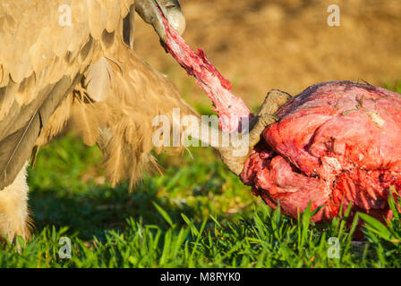 Griffon Vulture, buitre leonado, gyps fulvus Foto Stock