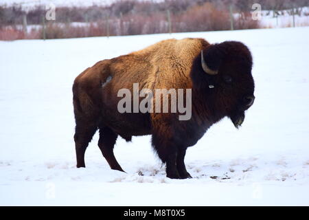 Bisonte americano Foto Stock