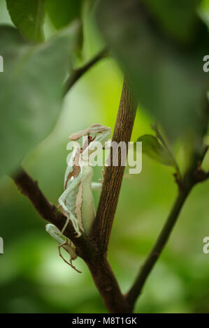 Basilisk . Lizard sul ramo. Vista ingrandita di Laemanctus serratus. Drago messicana. Honduras e Guatemala fauna spezie Foto Stock