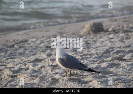 Seagull permanente sulla sabbia con l'oceano sullo sfondo Foto Stock