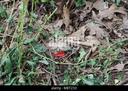 Un rosso a forma di cuore tra foglia foglie marrone Foto Stock