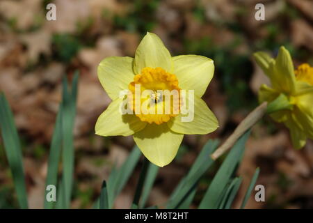 Gigli di pasqua o narcisi sono un bel fiore di primavera sono simbolo della risurrezione di Gesù Cristo. Foto Stock