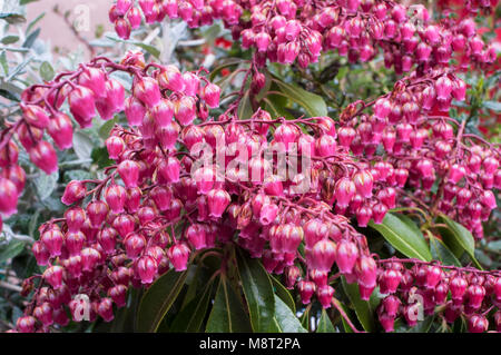 Close up Sarcococca Ericaceae 'Valle Valentine" mostra il rosso scuro e bianco a forma di urna di fiori. Foto Stock