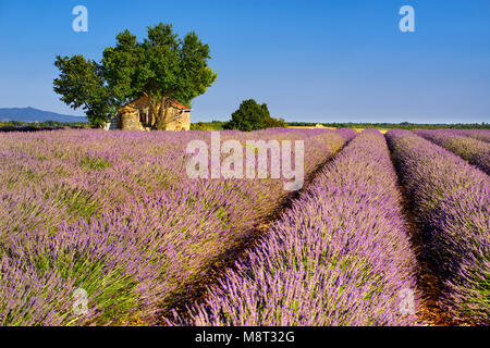 Campi di lavanda di Valensole con casa in pietra e gli alberi in estate. Plateau de Valensole, Alpes de Haute Provence, Francia Foto Stock