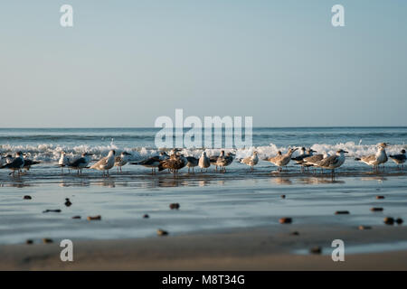 Gabbiani Uccelli sulla spiaggia - gruppo di gabbiani Foto Stock