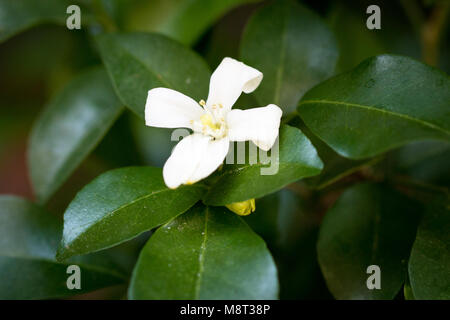 Wrightia isolare su blackground sping in sumer,vista frontale dall'alto costo tecnico-up. Foto Stock