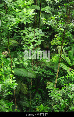 Radici aeree sono radici al di sopra del suolo e si trovano in diverse specie di piante, compresi gli epifiti tali caldo-temperato gli alberi della foresta pluviale. Foto Stock