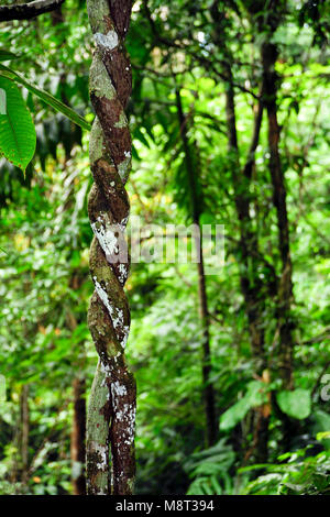 Radici aeree sono radici al di sopra del suolo e si trovano in diverse specie di piante, compresi gli epifiti tali caldo-temperato gli alberi della foresta pluviale. Foto Stock