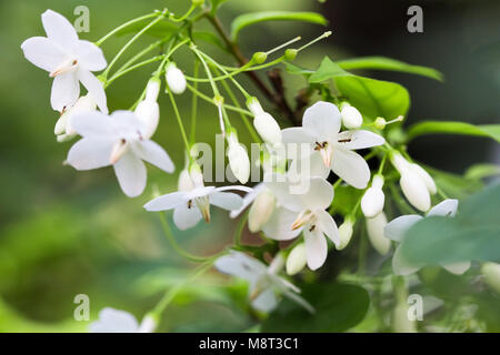 Wrightia isolare su blackground sping in sumer,vista frontale dall'alto costo tecnico-up. Foto Stock