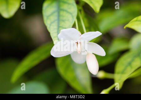 Wrightia isolare su blackground sping in sumer,vista frontale dall'alto costo tecnico-up. Foto Stock