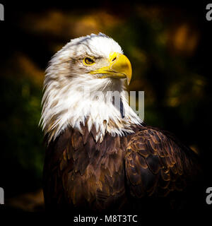 Captive American bald eagle Foto Stock