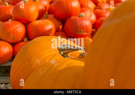 Un mucchio di giallo e arancione zucca in open-air market place. Sfondo di ringraziamento. Foto Stock