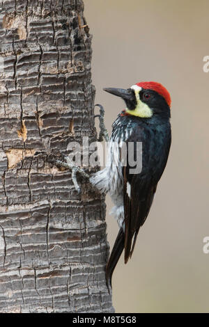 Eikelspecht; Acorn Woodpecker; Melanerpes formicivorus Foto Stock