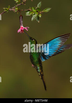 Saffiervleugelkolibrie foeragerend, grande Sapphirewing foraggio Foto Stock