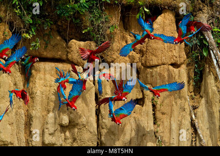 Groenvleugelara vliegend rosso-e-green Macaw battenti Foto Stock
