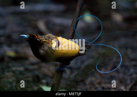 Geelkraagparadijsvogel , magnifico uccello del paradiso Foto Stock