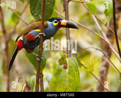 Piastra-fatturati Mountain Toucan, Zwartkruinbergtoekan Foto Stock