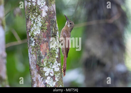 Gebandeerde muisspecht amazzonica, bloccate woodcreeper, Dendrocolaptes certhia Foto Stock