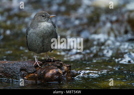 Noord-Amerikaanse Waterspreeuw, American bilanciere, Cinclus mexicanus Foto Stock